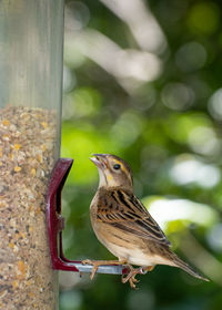 Close-up of bird perching on a feeder