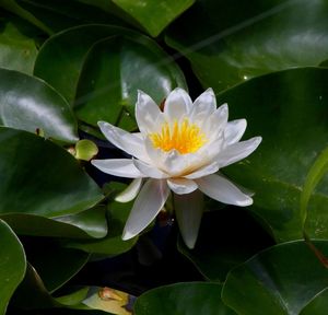 Close-up of lotus water lily