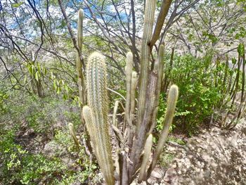 Cactus plants against trees
