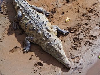 High angle view of lizard on sand