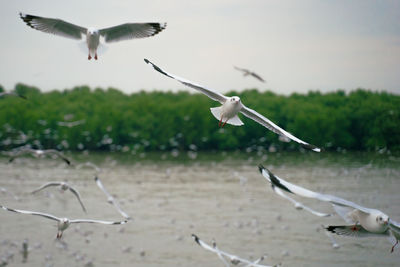 Seagulls flying over lake