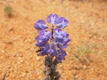 Close-up of purple flower blooming on field