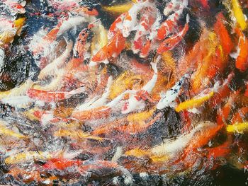 High angle view of koi carp in water