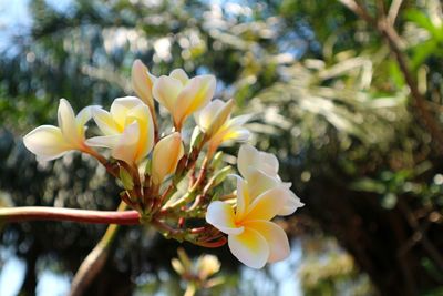 Close-up of flowers