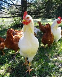 Close-up of rooster on grass