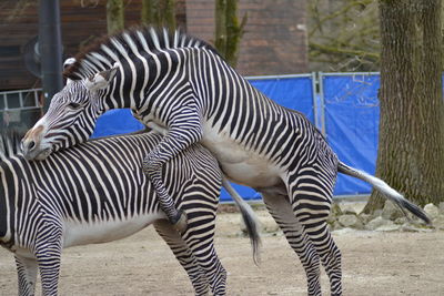 Zebras standing on tree