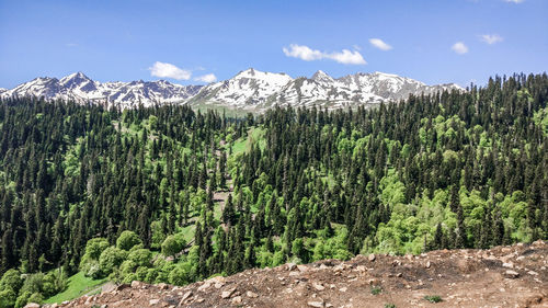 Scenic view of pine trees and mountains against sky