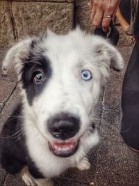 Close-up portrait of a dog