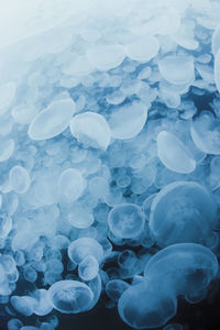 Close-up of jellyfish in sea