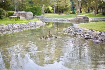 Ducks swimming in lake