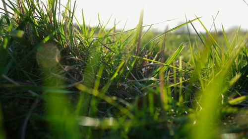 Close-up of grass growing on field