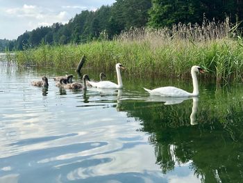 Ducks swimming in lake