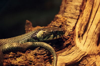 High angle view of snake on tree trunk at night