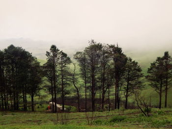 Trees on field against sky