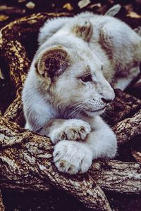 Close-up of a sleeping cat