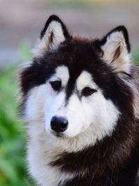 Close-up portrait of a husky