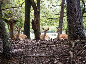 Deer sitting under tree