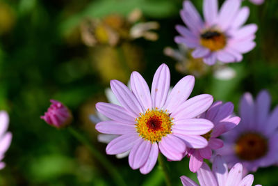 Close-up of pink cosmos flowers