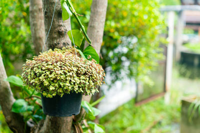 Close-up of flowering plant against tree trunk