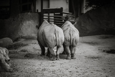Rear view of rhinoceroses walking on field