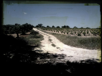 Road passing through forest