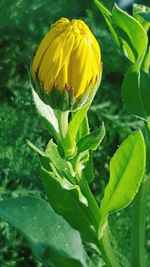 Close-up of yellow flowering plant