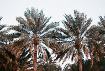 Low angle view of palm trees against clear sky