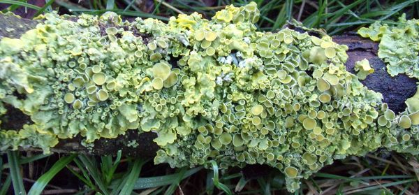 Close-up of plants