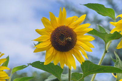 Close-up of sunflower blooming against sky