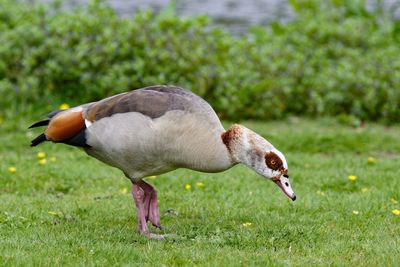 Egyptian goose foraging on field