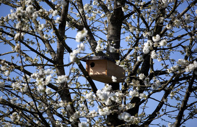 Low angle view of flower tree against clear sky