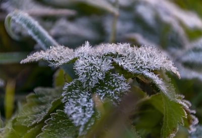 Close-up of frozen plant