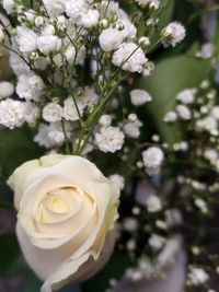 Close-up of white roses