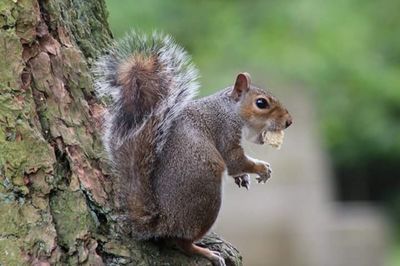 Close-up of squirrel
