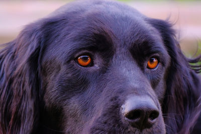 Close-up portrait of dog