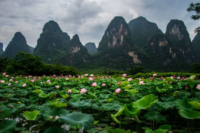 View of flowering plants against cloudy sky