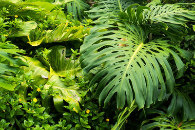 Close-up of fern leaves