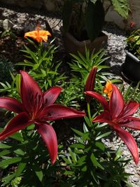 Close-up of red hibiscus blooming in potted plant