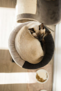 Close-up of cat lying on table