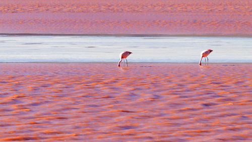 View of birds on beach