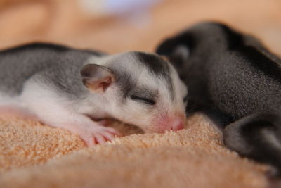 Close-up sugar glider baby. 2 months old.