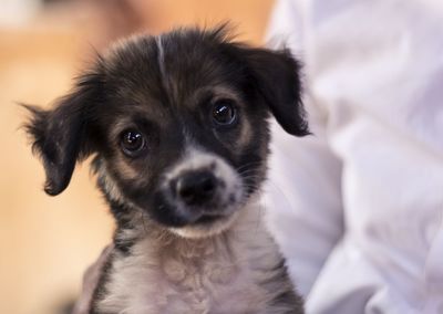 Close-up portrait of puppy