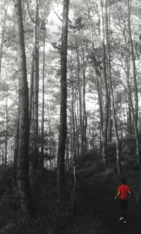 Man standing by trees in forest