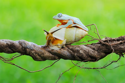 Close-up of bird perching on branch