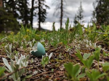 Close-up of plants growing on field