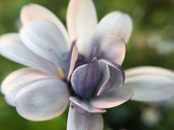 Close-up of flower blooming outdoors