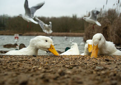 Close-up of seagull on lake