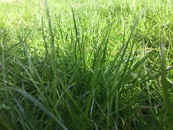 Full frame shot of grassy field