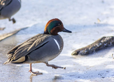 Close-up of bird on beach