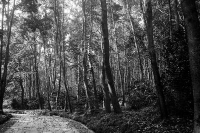 Trees in forest